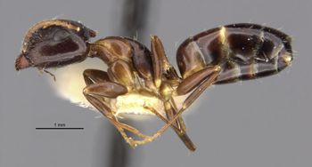 Media type: image;   Entomology 21545 Aspect: habitus lateral view